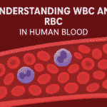 Understanding WBC and RBC